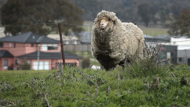 "Shaun", a fine wool merino wether found in a paddock near Wells Station Road is believed to have missed a shear for at least two or three years.  