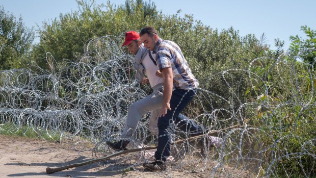 Migrants getting past barbed wire barricades between Serbia and Hungary. 