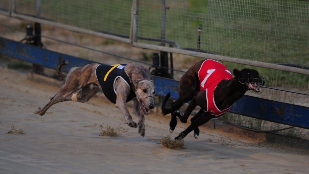 The ACT government plans to no longer support greyhound racing in the territory.