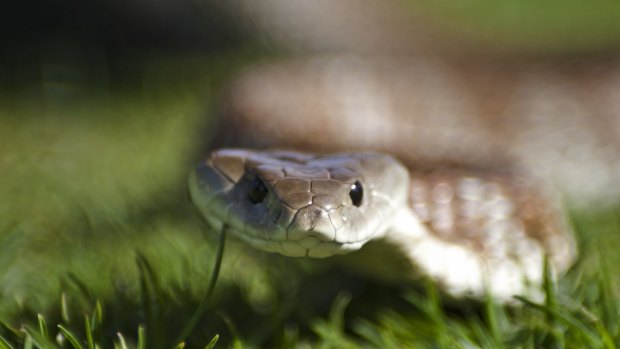 One resident said her wood pile was 'floating down the driveway ... with tiger snakes escaping'.