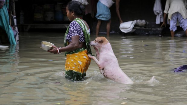 A stray dog follows a woman across a flooded street in Kolkata.