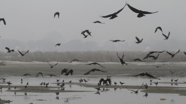 Vultures and crows fly over where around 80 bodies were found floating in the northern town of Unnao.