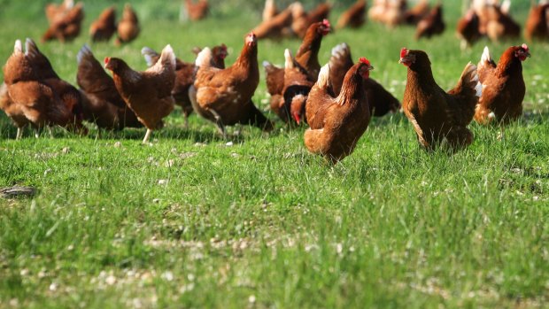 Free-range eggs: It depends on your definition.