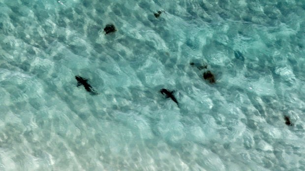 Sharks at Jervis Bay on New Year's Eve.