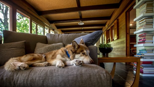 Blue's pet husky Jake relaxing at home in the truly modernist sun room.