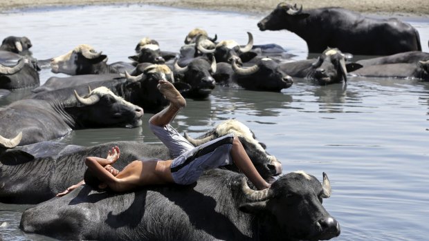 A child rests on the back of a water buffalo in the Diyala River in Baghdad, during a July heatwave that struck Iraq.