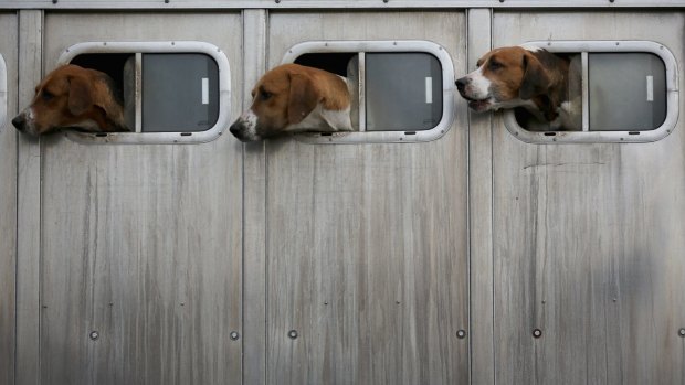 Small Melbourne apartments are referred to as ''dog boxes''.