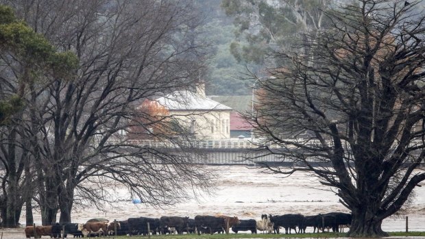 Cattle move to higher ground to avoid raging water in the Burnie floods. 