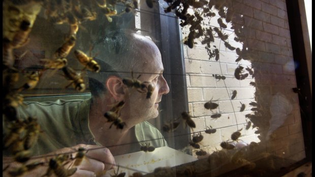 Associate Professor Adrian Dyer with his honeybees at Melbourne University.