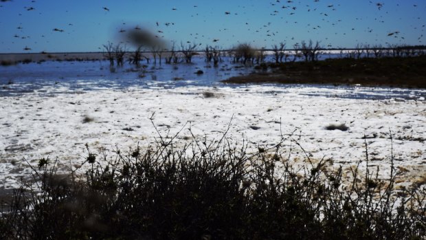 Millions of mosquitoes near the exploding waters flooding back into the Lake Menindee after record winter rains in western NSW. 