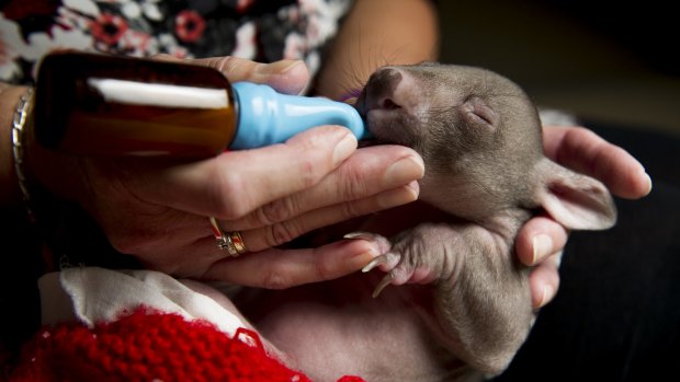 Volunteer ACT Wildlife carer Lindy Butcher cares for a baby wombat, Jack