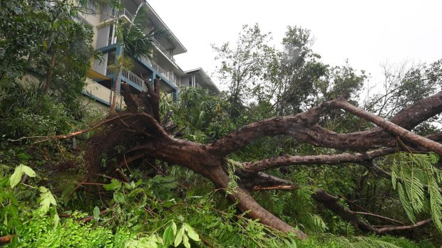  Fallen trees in Airlie Beach.