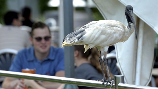 Ibis make themselves at home among diners at South Bank.