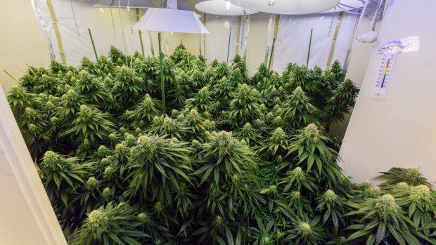 A grow house discovered by ACT Policing during 2014-15. 