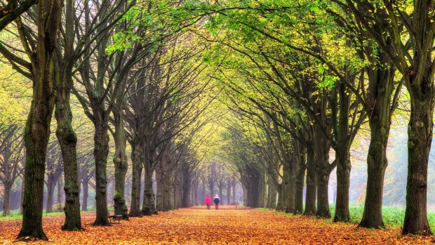 Amsterdam Forest.