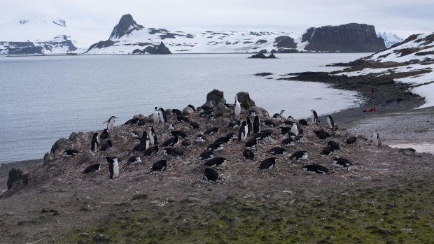 One invasive grass species had already managed to colonise a newly ice-free part of the Antarctic Peninsula, according to the researchers.
