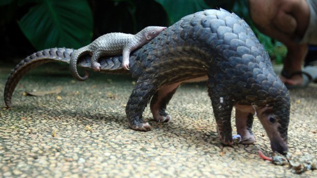 Safety net: A pangolin carries its baby at a zoo in Bali.