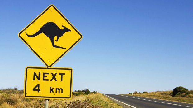Kangaroos make up the majority of animal related crash claims. (File Image).
