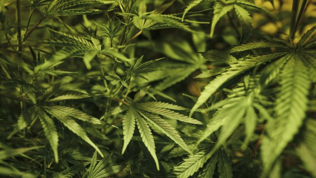 Medical grade cannabis will be trialled alongside chemotherapy as a new treatment for melanoma. 