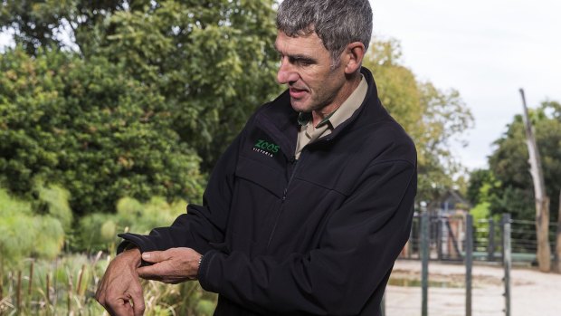 Melbourne Zoo head vet Dr Michael Lynch shows  the elephant calf's problem. 