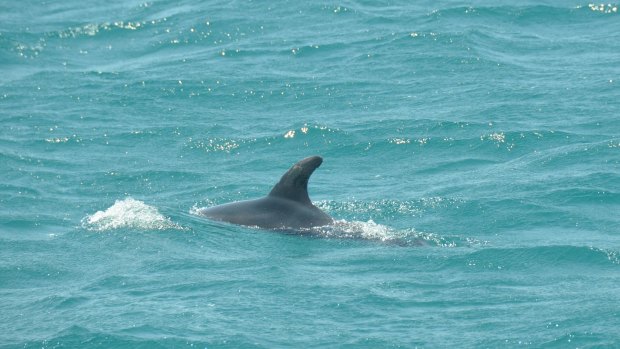 Two Gold Coast beaches were temporarily closed after a reported shark sighting, however it turned out to be a pod of dolphins.