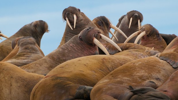 A group of large walrus on the beach in Lagoya.