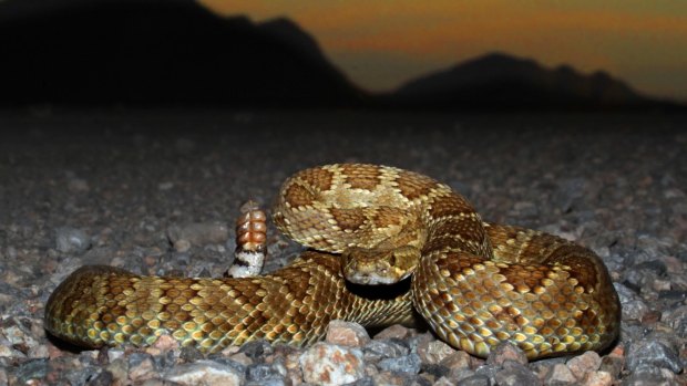 The Mojave rattlesnake is one of the world's deadliest snakes.