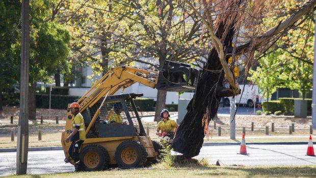 Tree removal at Northbourne Avenue in  April. More removals begin on Monday.