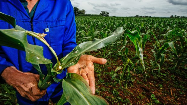 A farmer displays the damage of a fall armyworm on the damaged corn leaf on his farm north of Pretoria, South Africa.