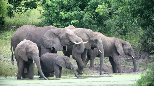 Elephants roaming free in Botswana.