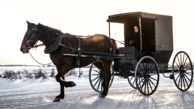 An Amish woman drives her horse-drawn buggy on snowy rural road.