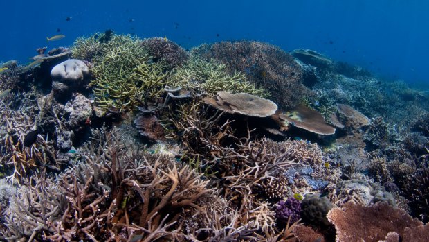 A Senate estimates hearing has been told the Abbott government has spent $100,000 to lobby against UNESCO listing the Great Barrier Reef as in danger.