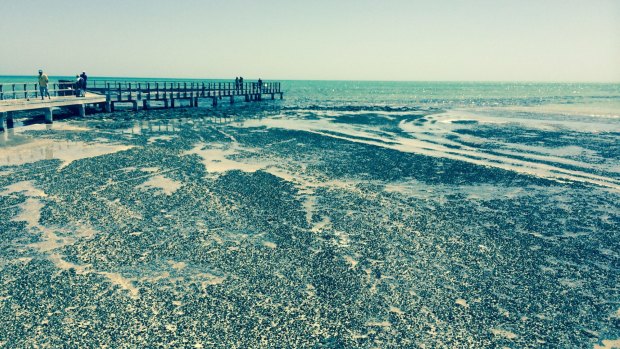 The cradle of life? Microbial mats and stromatolites in Hamelin Pool in the Shark Bay area of Western Australia.  Some of these 3000-year-old colonies of micro-organisms resemble the oldest and simplest forms of life of about 3.5 billion years ago. 