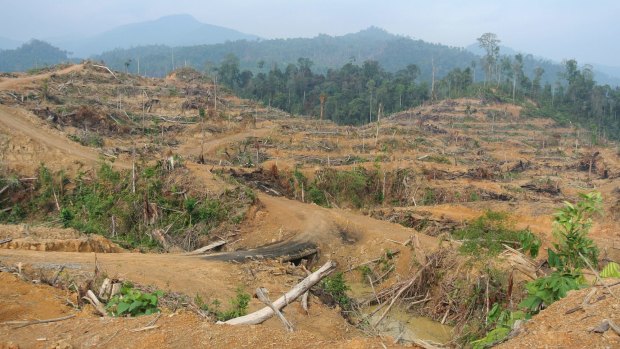 Demand for palm oil has resulted in the destruction of tropical rainforests in Indonesia and Malaysia, such as this forest in Aceh that was cleared in 2014.