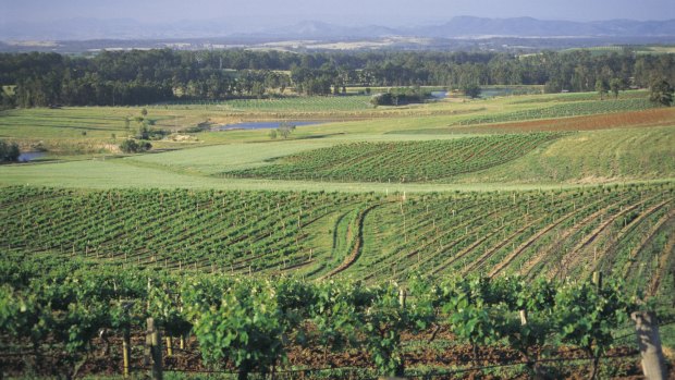 A vineyard in Hunter Valley Wine Country.