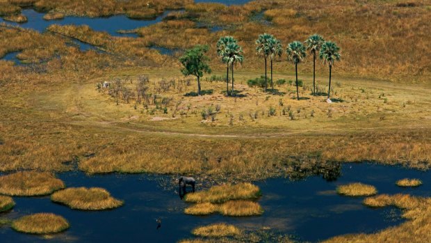 The Okavango delta teems with wildlife.