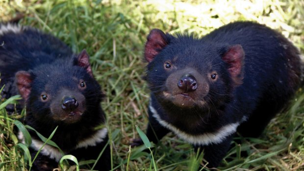 Tasmanian devils: Residents of the Trowunna wildlife park at Mole Creek.