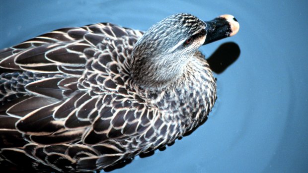 About 12 waterbirds were found dead.