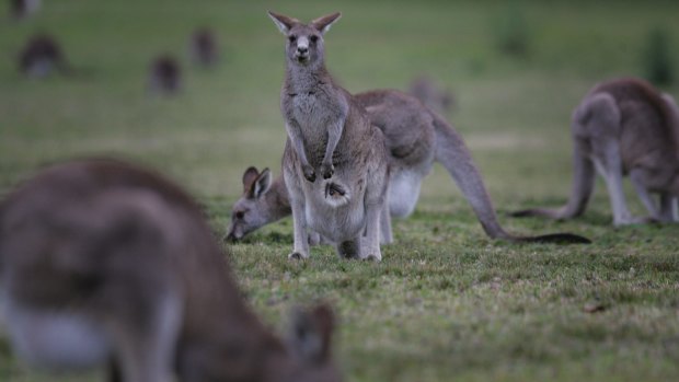 Kangaroos could help research on human joint implants.