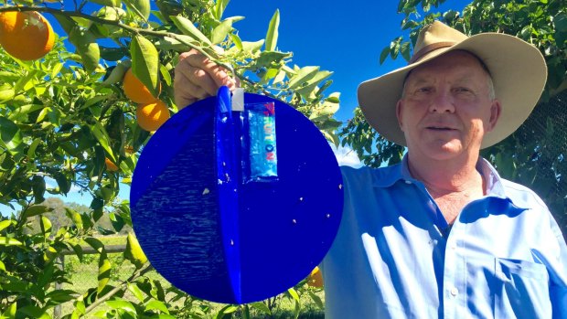 Professor Dick Drew with the Fruition fruit fly trap, which he researched and developed at Griffith University.