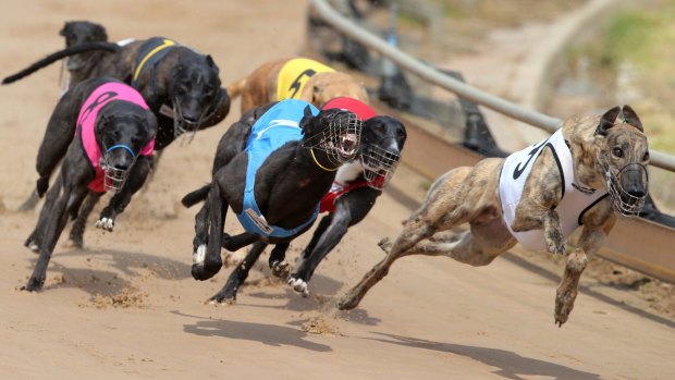 Greyhound racing is under scrutiny in Queensland from a government inquiry.