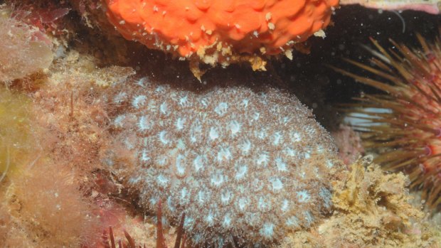 Coral Pleasiastrea versipora at Ricketts Point Marine Sanctuary, in Melbourne's south-east.