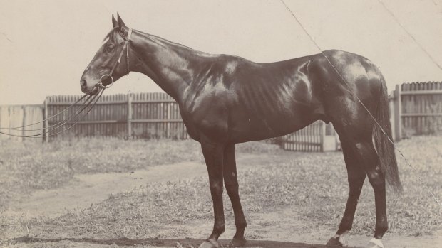 "Merriwee", winner of the Melbourne Cup 1899.
