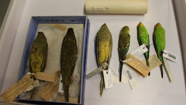 These preserved specimens of night parrot are more than 100 years old and are still used to study the bird's physiology.
