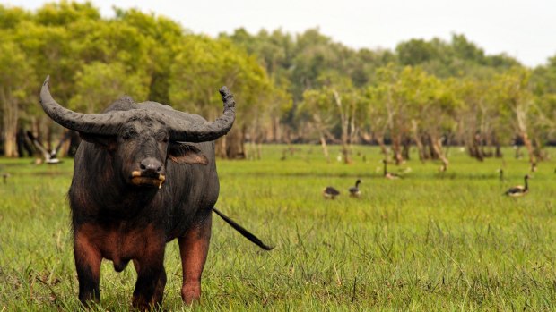 Water buffalo at Bumurru Plains near Kakadu National Park.