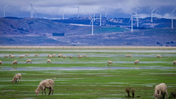 Sheep graze in front of wind turbines near Canberra.  The ACT has been heralded as one of the frontrunners in the Australian renewable energy race. 