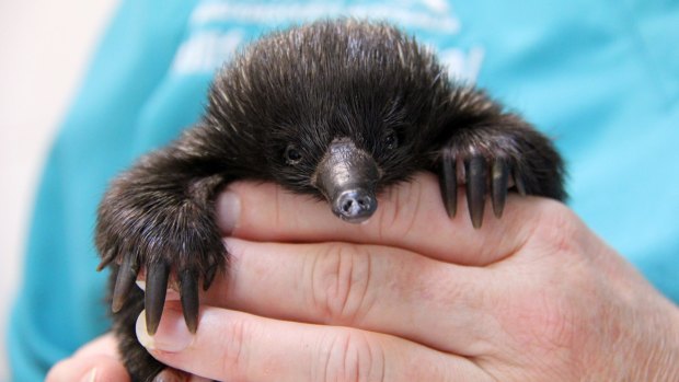 A baby echidna is making a remarkable recovery at Taronga Zoo, after being attacked by chickens in a family's backyard.