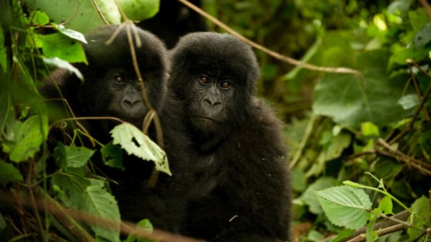 Baby gorillas in the forest in the Congo.