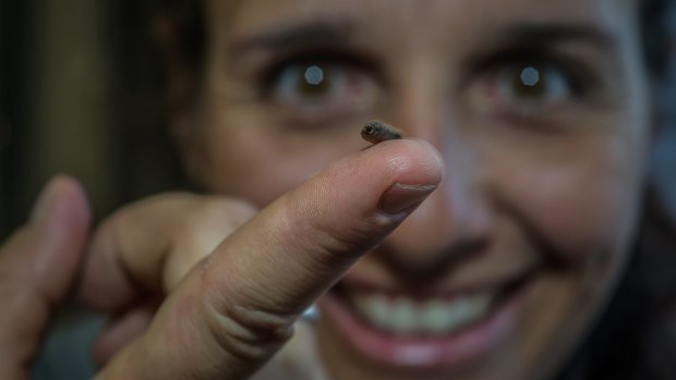 Olympia Yarger, Managing Director, Goterra Olympia has started her own innovative agriculture business - hoping to raise millions of maggots. Photo by Karleen Minney.