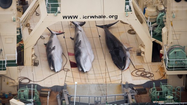 Minke whales on the deck of the Japanese factory ship Nisshin Maru